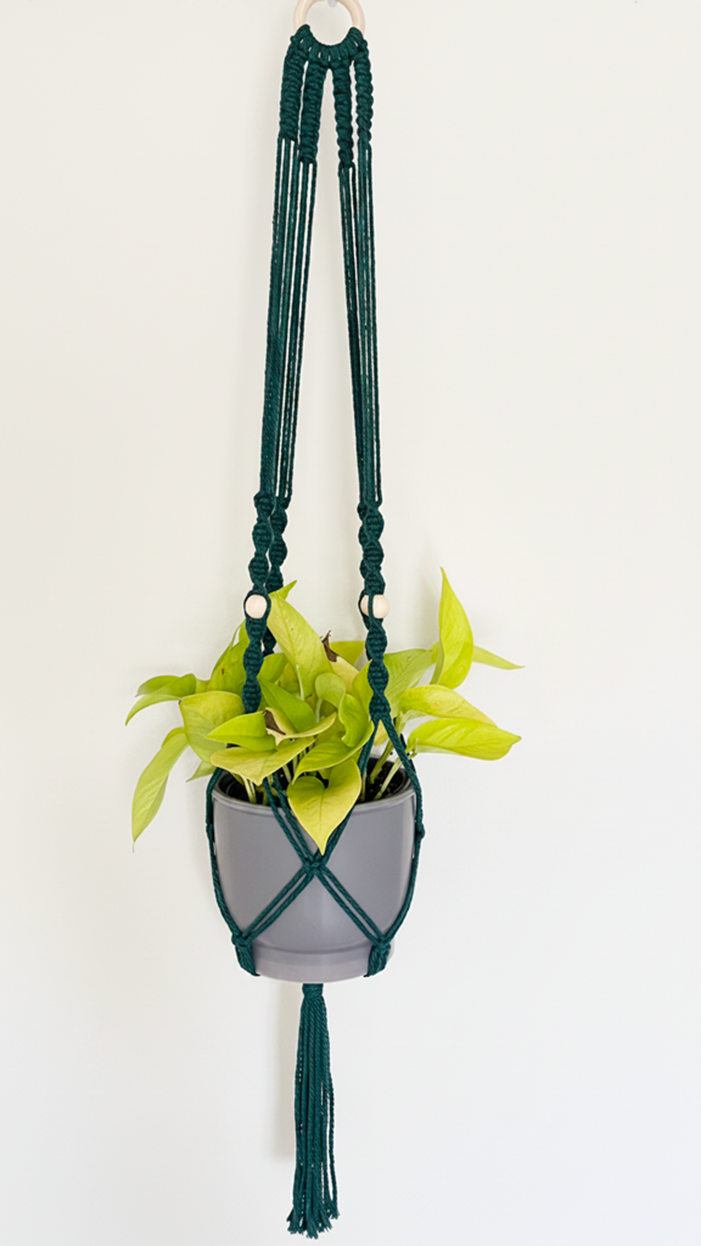 Hold Plant Hanger Kit