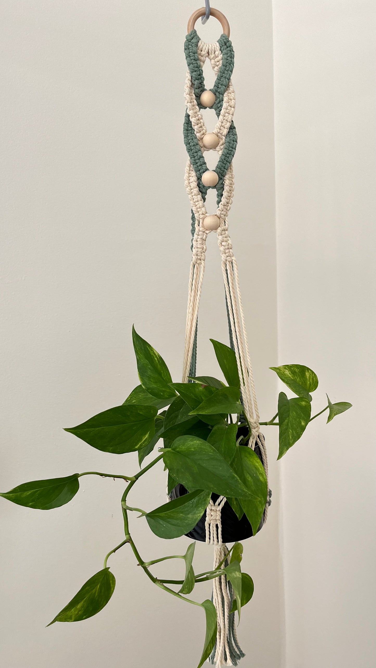 Sunlit Plant Hanger Kit