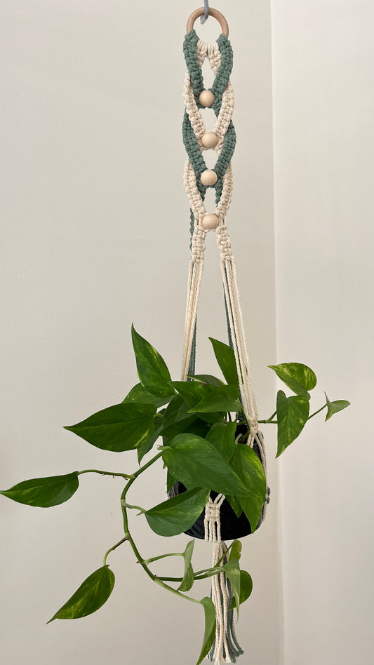 Sunlit Plant Hanger